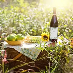 Piknik w słońcu: butelka wina, jabłka, ser i słonecznik. Czas na degustację domowego wina, które przeszło proces fermentacji.