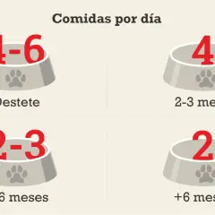 Un cachorro de 2 meses come 4 veces al día. La imagen muestra cuántas comidas diarias necesita un perro según su edad.