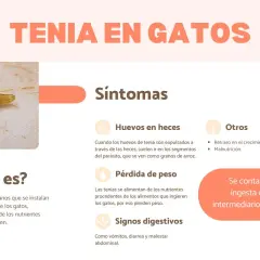 Un parásito de tenia, similar a un grano de arroz, en un gato. La imagen detalla síntomas como huevos en heces, pérdida de peso y problemas digestivos, indicando que tenia en gatos es un problema común.