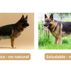 Perro pastor alemán con postura patológica, como anda un perro con displasia, comparado con uno saludable.