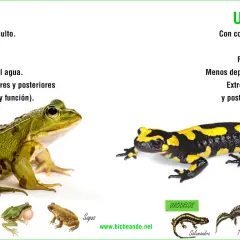 Comparación de tipos de ranas (anuros) y urodelos. Se muestran una rana verde y una salamandra, destacando sus diferencias físicas y reproductivas.