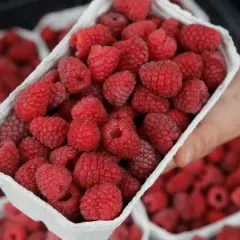 Koszyk pełen świeżych, czerwonych malin.