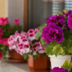 Anginka gdzie kupić? Sprawdź ceny i wybierz najlepszą!