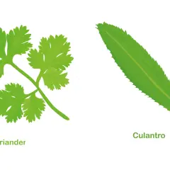 Dos hierbas verdes: coriandro, con hojas lobuladas, y culantro, con hojas alargadas y dentadas.