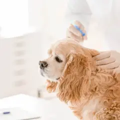 Veterinario administra inyección para castración química perro. Un cocker spaniel dorado recibe tratamiento.