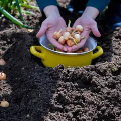 Ręce trzymające cebulki czosnku nad żółtą miską, obok posadzonych w ziemi cebulek.