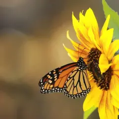 Cómo sembrar girasoles en maceta: evita errores comunes y logra el éxito