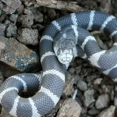 Serpiente rey mexicana con llamativas bandas grises y blancas, posada entre rocas y tierra.