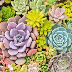 Un tripudio di piante grasse da esterno che fioriscono in varie tonalità di verde, viola, blu e rosa, con piccoli fiori gialli.
