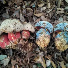 Setas de sombrero blanco y rojo junto a setas de sombrero azul y marrón en el suelo.