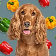 Czy pies może jeść paprykę? Uroczy piesek spaniel otoczony kolorowymi paprykami: zielonymi, żółtymi i czerwonymi.