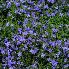 Niebieskie lobelie kwitną obficie, tworząc dywan kwiatów. Wiele osób zastanawia się nad lobelia zimowanie, aby cieszyć się nimi dłużej.