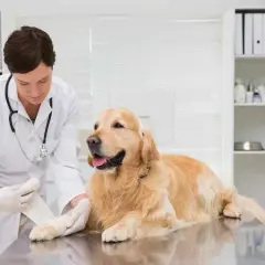 Vétérinaire bandant la patte d'une chienne stérilisée, peut-être suite à une perte liquide transparente.