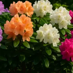 Kwitnące rododendrony odmiany: fioletowe, pomarańczowe, białe i różowe tworzą barwną kompozycję.