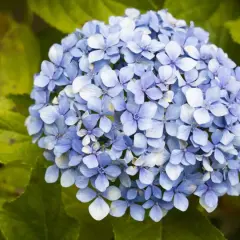 Un mazzo di ortensie blu, con foglie verdi sullo sfondo. Queste immagini possono aiutare a identificare le malattie delle ortensie.