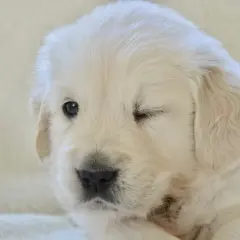 Uroczy szczeniak golden retriever mruga jednym okiem, jakby właśnie odkrywał świat, kiedy szczeniaki otwierają oczy.