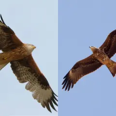 Zwei Rotmilane im Flug von unten betrachtet. Ihre weit ausgebreiteten Flügel und gegabelten Schwänze sind gut zu erkennen.