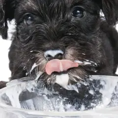 Un cachorro schnauzer negro, con la cara cubierta de yogur, lame un cuenco. ¡Los perros pueden comer yogur!