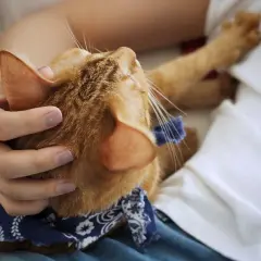Por qué los gatos amasan a las personas y qué significa este gesto