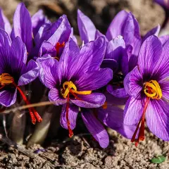 Fiori viola di pianta zafferano con pistilli arancioni brillanti emergono dal terreno.