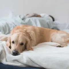 Złoty retriever leży na łóżku, zastanawiając się, czy psy mają sny. Jego głowa spoczywa na miękkim kocu, a oczy są lekko przymknięte.