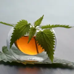 Verre de thé ambré avec des feuilles vertes de ortie.