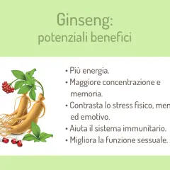 Ginseng: benefici e controindicazioni. Radici, bacche e capsule mostrano i potenziali effetti positivi su energia, concentrazione, stress e sistema immunitario.