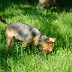 Ein kleiner Hund mit gelbem Halsband schnüffelt im hohen Gras. Er scheint etwas im Gras zu finden, das ihn sehr interessiert, vielleicht frisst er eigenen Kot im Garten.