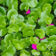 Hojas verdes y redondas de centella asiática, conocidas por sus propiedades medicinales, salpicadas de vibrantes flores fucsias.