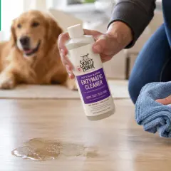 Złoty retriever leży na dywanie, podczas gdy osoba klęczy obok, trzymając butelkę środka czyszczącego i niebieską ściereczkę. Plama na podłodze sugeruje, że pies sika z radości.