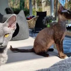 Gdzie znaleźć kocięta Devon Rex w Pomorskim? Najlepsze hodowle