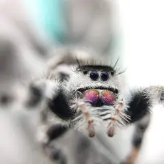 Puszysta tarantula z błyszczącymi, fioletowymi oczami i czarnymi, błyszczącymi oczami.