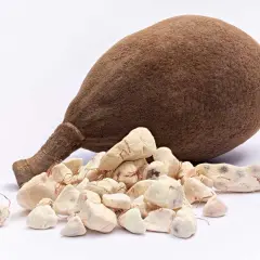 Frutto di baobab e polpa essiccata, mostrando le incredibili proprietà benefiche di questo superfood africano.