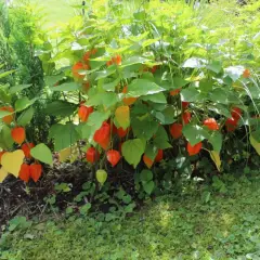 Krzew miechunki jadalnej z licznymi pomarańczowymi lampionami owocowymi, otoczony zielenią i trawą.