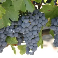 Grappes de raisins noirs mûrs sur pied, avec des feuilles vertes.
