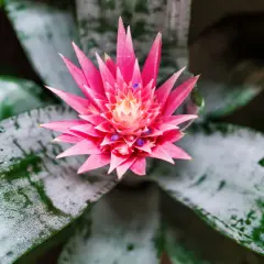 Aechmea: cura e consigli per una pianta rigogliosa. Fiore rosa acceso e foglie verdi con sfumature argentate.