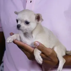 Un tierno cachorro de chihuahua, uno de los perros de pelo corto más pequeños, descansa en una mano.