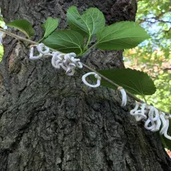 Un ramo con foglie verdi e fiori bianchi a forma di anello, forse di Takahashia japonica insetto adulto, si appoggia su un tronco d'albero rugoso.