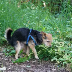 Mały piesek w niebieskiej obroży robi czarną kupę w gęstej trawie.