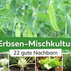 Erbsen-Mischkultur: Gurken, Kohlrabi, Salat und Fenchel sind nur einige der 22 guten Nachbarn für Erbsen im Garten.