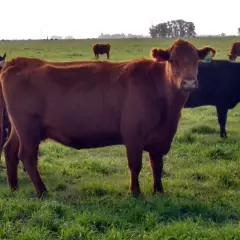 Vacas de campo, algunas marrones y otras negras, pastan tranquilamente. Parece un sueño con vacas en un prado verde.