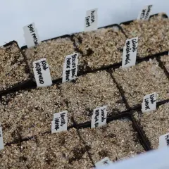 Små plantor i krukor, redo för gorillagrow. Märkta med namn som "Vitkal" och "Rödkål".