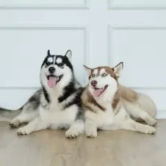 Ile kosztuje husky syberyjski? Sprawdź ceny i uniknij ukrytych kosztów!