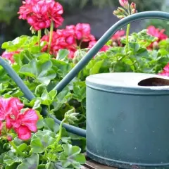 Jak podlewać pelargonie na balkonie, aby uniknąć ich usychania