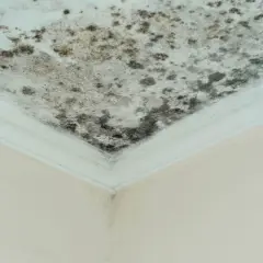Moisissure noire sur un plafond blanc, signe d'un taux humidité maison 70%. Le coin de la pièce est touché.