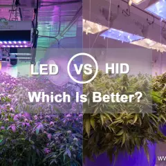 Comparación de cultivo: LED vs. HID. ¿Qué es mejor para tus plantas?