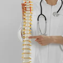 Lekarz w białym kitlu ze stetoskopem wskazuje palcem na model kręgosłupa.