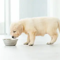 Uroczy szczeniak golden retriever z zaciekawieniem węszy przy misce, ale ewidentnie nie chce jeść.