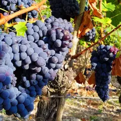 Dojrzałe kiście winogron Sangiovese, idealne na pyszne **chianti wine**, wiszą na winorośli w słoneczny dzień.