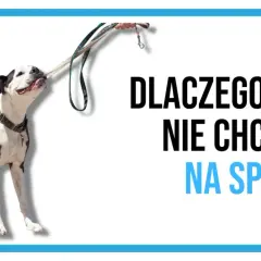 Pies się zapiera i nie chce iść na spacer, trzymając smycz w pysku.